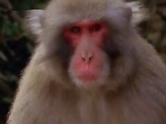 Asian bestiality tube