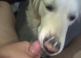 Puppy